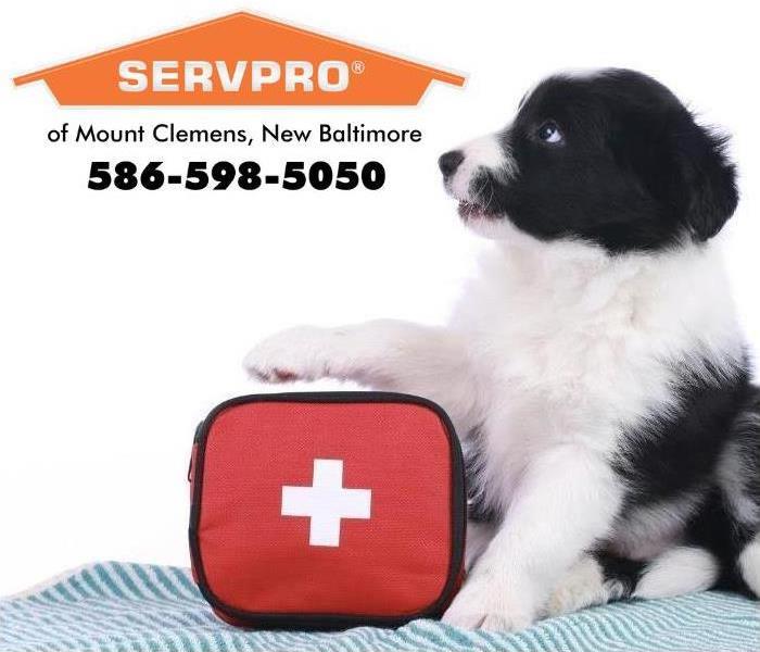 Pet dog holding a SERVPRO sign